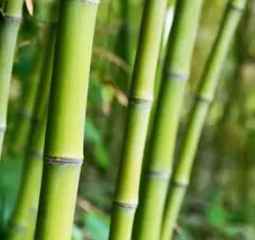 bamboo